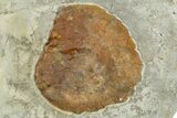 Wide Plate with Three Fossil Leaves (One Species) - Montana #377906-2